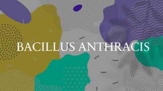 BACILLUS ANTHRACIS
 
