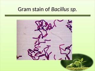 Gram stain of Bacillus sp.
 