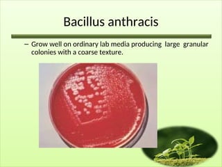 Bacillus anthracis
– Grow well on ordinary lab media producing large granular
colonies with a coarse texture.
 