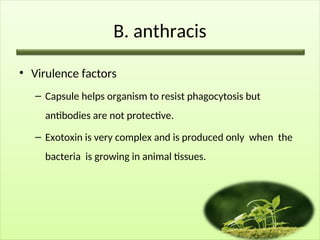B. anthracis
• Virulence factors
– Capsule­helps organism to resist phagocytosis but
antibodies are not protective.
– Exotoxin­is very complex and is produced only when the
bacteria is growing in animal tissues.
 
