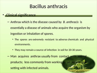 Bacillus anthracis
• Clinical significance
– Anthrax which is the disease caused by B. anthracis is
essentially a disease of animals who acquire the organism by
ingestion or inhalation of spores.
• The spores are extremely resistant to adverse chemicals and physical
environments.
• They may remain a source of infection in soil for 20-30 years.
– Man acquires anthrax usually from contact with animal
products; less commonly from working in an agricultural
setting with infected animals.
 