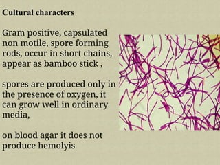 bacillus full details and explanation... | PPTX