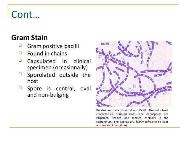 bacillus cereus gram stain