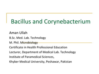 Bacillus and Corynebacterium
Aman Ullah
B.Sc. Med. Lab. Technology
M. Phil. Microbiology
Certificate in Health Professional Education
Lecturer, Department of Medical Lab. Technology
Institute of Paramedical Sciences,
Khyber Medical University, Peshawar, Pakistan
 