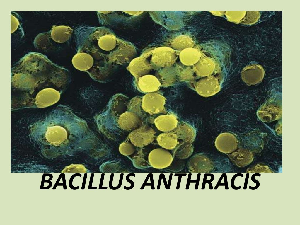 Bacillus anthracis