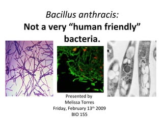 Bacillus anthracis: Not a very “human friendly” bacteria. Presented by  Melissa Torres Friday, February 13 th  2009 BIO 155 