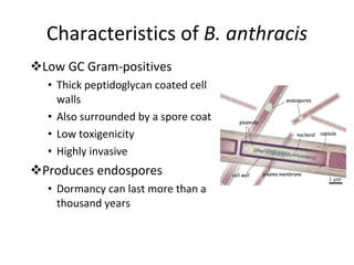 Characteristics of  B. anthracis Low GC Gram-positives Thick peptidoglycan coated cell walls Also surrounded by a spore coat Low toxigenicity Highly invasive Produces endospores Dormancy can last more than a thousand years 
