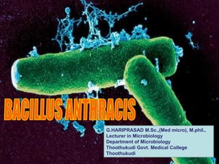 BACILLUS ANTHRACIS  G.HARIPRASAD M.Sc.,(Med micro), M.phil., Lecturer in Microbiology  Department of Microbiology  Thoothukudi Govt. Medical College  Thoothukudi 