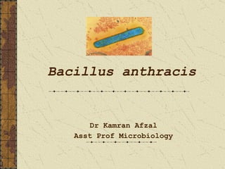 Bacillus anthracis Dr Kamran Afzal Asst Prof Microbiology 