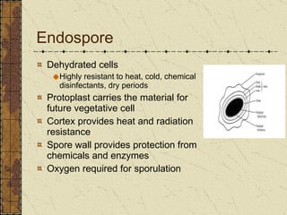 Endospore Dehydrated cells Highly resistant to heat, cold, chemical disinfectants, dry periods Protoplast carries the material for future vegetative cell Cortex provides heat and radiation resistance Spore wall provides protection from chemicals and enzymes Oxygen required for sporulation 