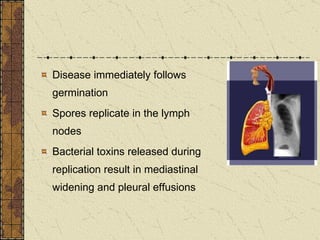 Disease immediately follows germination Spores replicate in the lymph nodes Bacterial toxins released during replication result in mediastinal  widening and pleural effusions  