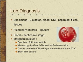 Lab Diagnosis Specimens -  Exudates, blood, CSF, aspirated  fluids, tissues Pulmonary anthrax – sputum Blood – septicemic stage Malignant pustule : Specimen fluid from vesicle Microscopy by Gram/ Giemsa/ McFadyean stains Culture on nutrient/ blood agar and nutrient broth at 37 0 C Stain from culture 