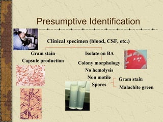 Presumptive Identification Clinical   specimen (blood, CSF, etc.) Isolate on BA Colony morphology No hemolysis Non motile Spores Gram stain Malachite green Gram stain Capsule production 