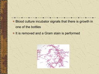 Blood culture incubator signals that there is growth in one of the bottles It is removed and a Gram stain is performed 