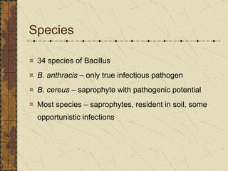 Species 34 species of Bacillus B. anthracis  – only true infectious pathogen B. cereus  – saprophyte with pathogenic potential Most species – saprophytes, resident in soil, some opportunistic infections 