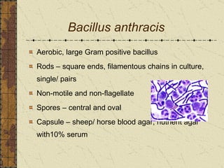 Bacillus anthracis Aerobic, large Gram positive bacillus Rods – square ends, filamentous chains in culture, single/ pairs Non-motile and non-flagellate Spores – central and oval Capsule – sheep/ horse blood agar, nutrient agar with10% serum 