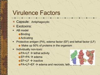 Virulence Factors Capsule:  Antiphagocytic Exotoxins: AB model Binding Activating Protective antigen (PA), edema factor (EF) and lethal factor (LF) Make up 50% of proteins in the organism Individually non-toxic PA+LF    lethal activity EF+PA    edema  EF+LF    inactive PA+LF+EF    edema and necrosis; lethal activity 