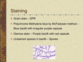 Staining Gram stain - GPR Polychrome Methylene blue by McFadyean method –Blue bacilli with irregular purple capsule  Giemsa stain – Purple bacilli with red capsule Unstained spaces in bacilli – Spores 