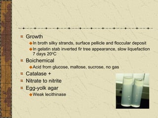 Growth In broth silky strands, surface pellicle and floccular deposit In gelatin stab inverted fir tree appearance, slow liquefaction 7 days 20 0 C  Boichemical Acid from glucose, maltose, sucrose, no gas  Catalase + Nitrate to nitrite Egg-yolk agar Weak lecithinase  