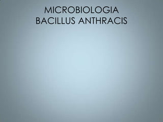 MICROBIOLOGIA
BACILLUS ANTHRACIS
 