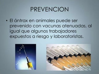 PREVENCION
• El ántrax en animales puede ser
  prevenido con vacunas atenuadas, al
  igual que algunos trabajadores
  expuestos a riesgo y laboratoristas.
 