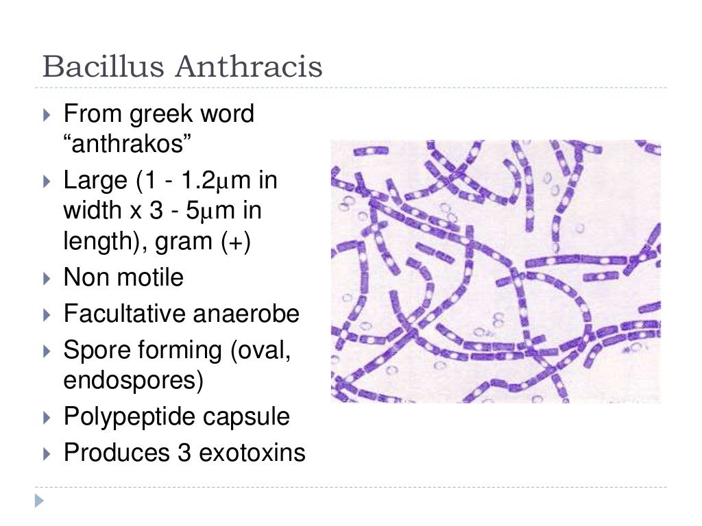 Bacillus anthracis
