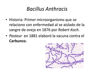 Bacillus Anthracis
• Historia: Primer microorganismo que se
relaciono con enfermedad al se aislado de la
sangre de oveja en 1876 por Robert Koch.
• Pasteur en 1881 elaboró la vacuna contra el
Carbunco.
 