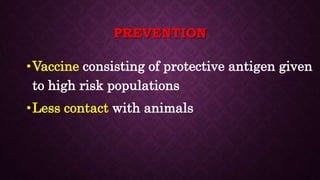 Bacillus Anthracis Bacteria Microbiology Lecture