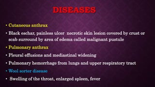 Bacillus Anthracis Bacteria Microbiology Lecture