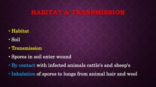 Bacillus Anthracis Bacteria Microbiology Lecture