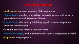 Bacillus Anthracis Bacteria Microbiology Lecture