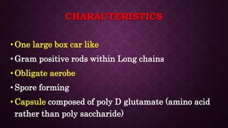 Bacillus Anthracis Bacteria Microbiology Lecture