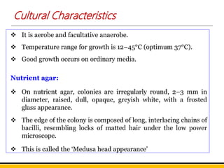 Cultural Characteristics
 It is aerobe and facultative anaerobe.
 Temperature range for growth is 12–45°C (optimum 37°C).
 Good growth occurs on ordinary media.
Nutrient agar:
 On nutrient agar, colonies are irregularly round, 2–3 mm in
diameter, raised, dull, opaque, greyish white, with a frosted
glass appearance.
 The edge of the colony is composed of long, interlacing chains of
bacilli, resembling locks of matted hair under the low power
microscope.
 This is called the ‘Medusa head appearance’
 