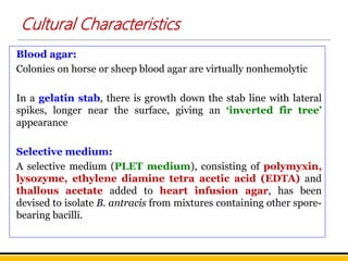 Cultural Characteristics
Blood agar:
Colonies on horse or sheep blood agar are virtually nonhemolytic
In a gelatin stab, there is growth down the stab line with lateral
spikes, longer near the surface, giving an ‘inverted fir tree’
appearance
Selective medium:
A selective medium (PLET medium), consisting of polymyxin,
lysozyme, ethylene diamine tetra acetic acid (EDTA) and
thallous acetate added to heart infusion agar, has been
devised to isolate B. antracis from mixtures containing other spore-
bearing bacilli.
 
