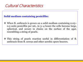 Cultural Characteristics
Solid medium containing penicillin:
 When B. anthracis is grown on a solid medium containing 0.05–
0.5 units penicillin per mL, in 3–4 hours the cells become large,
spherical, and occurs in chains on the surface of the agar,
resembling a string of pearls.
 This string of pearls reaction useful in differentiation of B.
anthracis from B. cereus and other aerobic spore bearers.
 