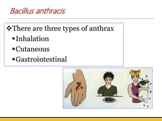Bacillus anthracis
There are three types of anthrax
Inhalation
Cutaneous
Gastrointestinal
 