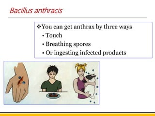 Bacillus anthracis
You can get anthrax by three ways
• Touch
• Breathing spores
• Or ingesting infected products
 
