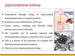  Transmitted through eating of undercooked
contaminated meat or animal products
 Results in acute inflammation of the gut
 Causes nausea, vomiting, and diarrhea which
become more severe with time
 The mortality rate of patients infected with
Gastrointestinal Anthrax is anywhere from 25-60%
 This is a picture of the intestines of a patient that
died from Gastrointestinal Anthrax
 There is severe edema and hemorrhage
Gastrointestinal Anthrax
 