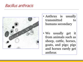 Bacillus anthracis
• Anthrax is usually
transmitted to
humans secondary
• We usually get it
from animals such as
sheep, cattle, horses,
goats, and pigs; pigs
and horses rarely get
anthrax
 