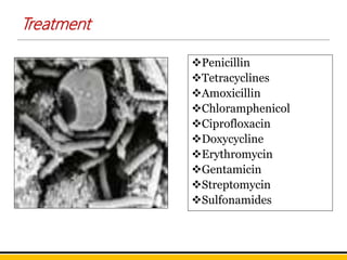 Treatment
Penicillin
Tetracyclines
Amoxicillin
Chloramphenicol
Ciprofloxacin
Doxycycline
Erythromycin
Gentamicin
Streptomycin
Sulfonamides
 