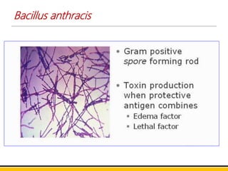 Bacillus anthracis
 