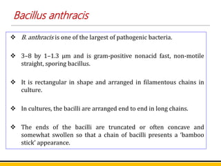 Bacillus anthracis
 B. anthracis is one of the largest of pathogenic bacteria.
 3–8 by 1–1.3 μm and is gram-positive nonacid fast, non-motile
straight, sporing bacillus.
 It is rectangular in shape and arranged in filamentous chains in
culture.
 In cultures, the bacilli are arranged end to end in long chains.
 The ends of the bacilli are truncated or often concave and
somewhat swollen so that a chain of bacilli presents a ‘bamboo
stick’ appearance.
 
