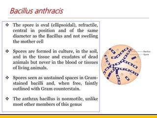 Bacillus anthracis
 The spore is oval (ellipsoidal), refractile,
central in position and of the same
diameter as the Bacillus and not swelling
the mother cell
 Spores are formed in culture, in the soil,
and in the tissue and exudates of dead
animals but never in the blood or tissues
of living animals.
 Spores seen as unstained spaces in Gram-
stained bacilli and, when free, faintly
outlined with Gram counterstain.
 The anthrax bacillus is nonmotile, unlike
most other members of this genus
 
