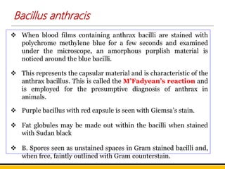 Bacillus anthracis
 When blood films containing anthrax bacilli are stained with
polychrome methylene blue for a few seconds and examined
under the microscope, an amorphous purplish material is
noticed around the blue bacilli.
 This represents the capsular material and is characteristic of the
anthrax bacillus. This is called the M’Fadyean’s reaction and
is employed for the presumptive diagnosis of anthrax in
animals.
 Purple bacillus with red capsule is seen with Giemsa’s stain.
 Fat globules may be made out within the bacilli when stained
with Sudan black
 B. Spores seen as unstained spaces in Gram stained bacilli and,
when free, faintly outlined with Gram counterstain.
 