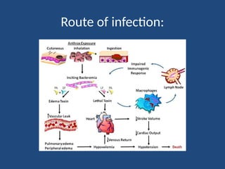 BACILLUS ANTHRAX A overview of SlideShare | PPTX