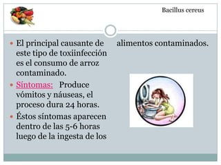  El principal causante de
este tipo de toxiinfección
es el consumo de arroz
contaminado.
 Síntomas: Produce
vómitos y náuseas, el
proceso dura 24 horas.
 Éstos síntomas aparecen
dentro de las 5-6 horas
luego de la ingesta de los
alimentos contaminados.
Bacillus cereus
 