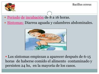 Periodo de incubación de 8 a 16 horas.
 Síntomas: Diarrea aguada y calambres abdominales.
Bacillus cereus
• Los síntomas empiezan a aparecer después de 6-15
horas de haberse comido el alimento contaminado y
persisten 24 hs, en la mayoría de los casos.
 