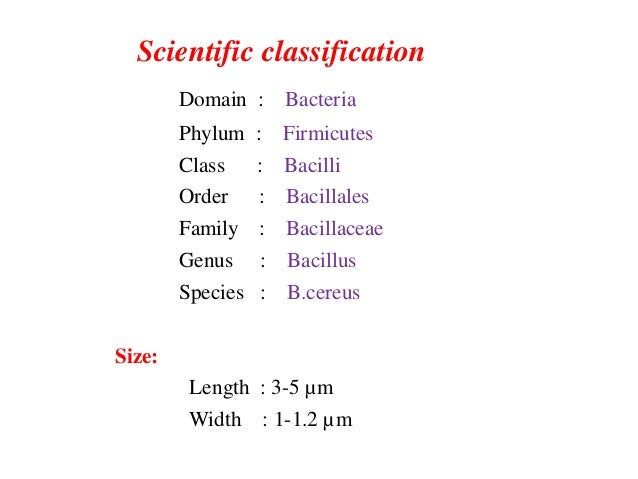Bacillus Cereus Characteristics Chart