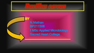 Bacillus cereus
BY
N.Mathan
BP211508
I MSc Applied Microbiology
Sacred Heart College
 