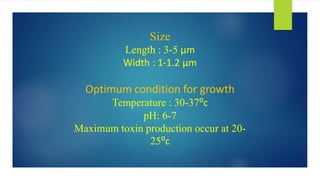 Size
Length : 3-5 μm
Width : 1-1.2 μm
Optimum condition for growth
Temperature : 30-37⁰c
pH: 6-7
Maximum toxin production occur at 20-
25⁰c
 